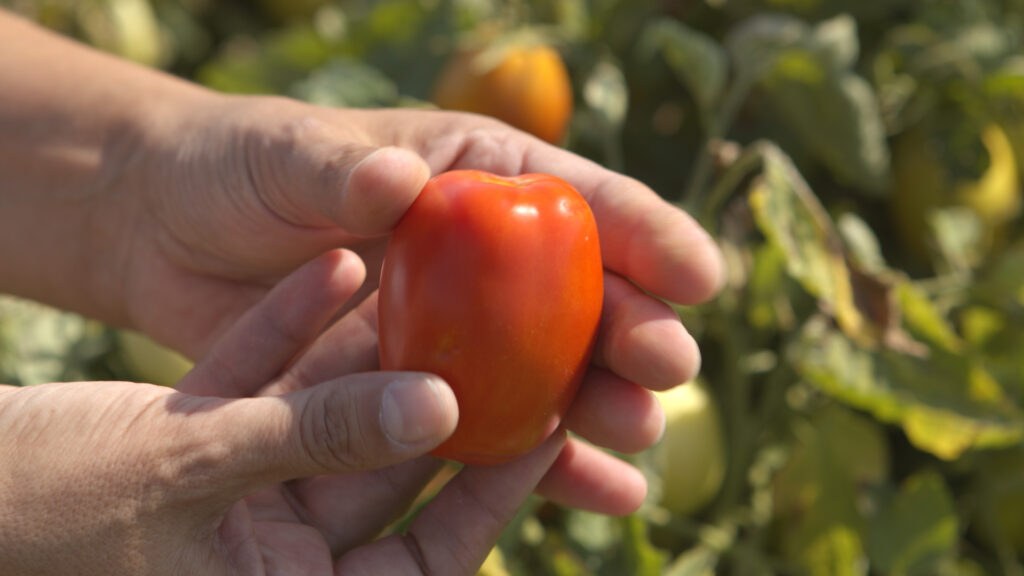 tomatoes